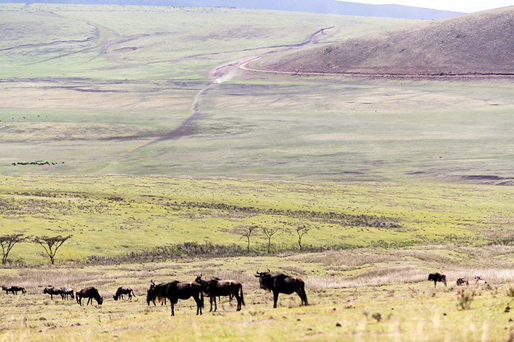 TZA ARU Ngorongoro 2016DEC23 042